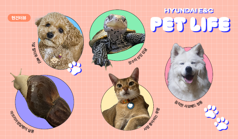 현대건설 펫라이프 hyundai e&c pet life 1살 말티푸 빠당 아프리카왕달팽이 달퐁 장수의 상징 감귤 사람 좋아하는 루팡 듬직한 사모예드 형통