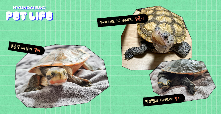 분홍빛 배갑이 감비 다이아몬드 백 테라핀 감귤이 핑크밸리 사이드넥 감마